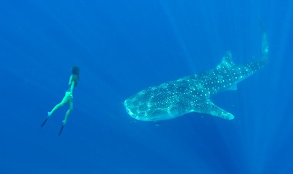 Swimming with a Whale Shark