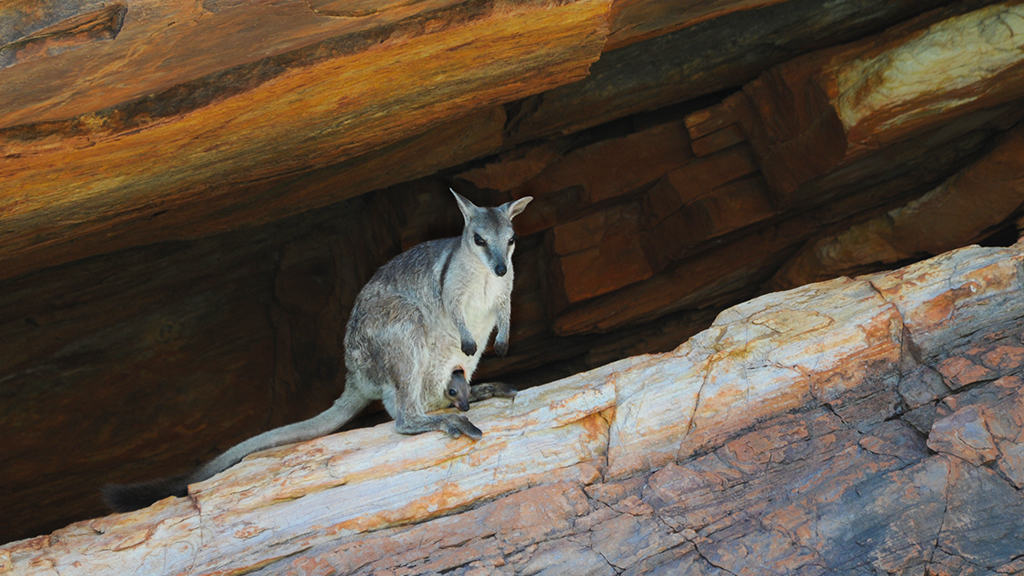 Coral Expeditions Kimberley Cruise