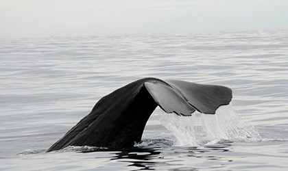 Kaikoura Whale Coral Expeditions