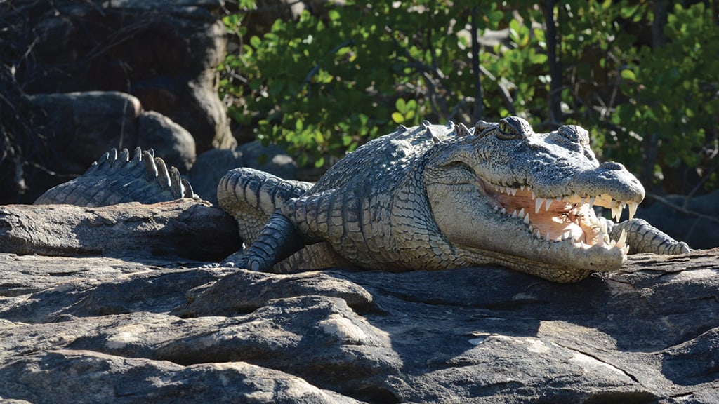 crocodylis porosus