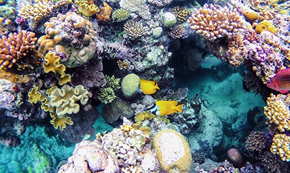 Coral