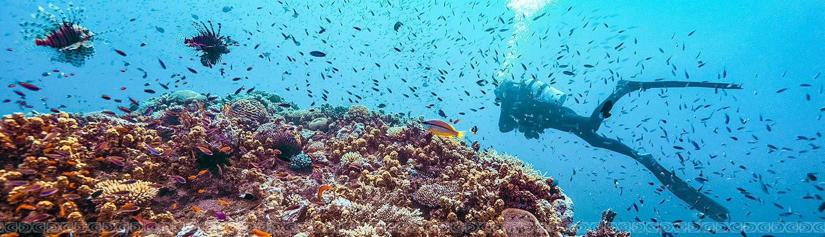 Great Barrier Reef 7 Night Friday Coral Expeditions