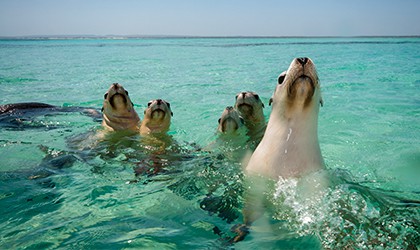 sea lions seals western australia
