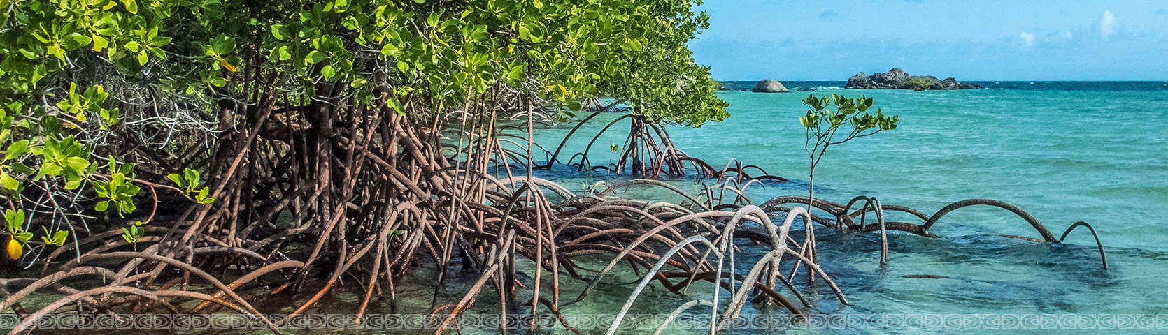 Mangroves in Australia's Top End