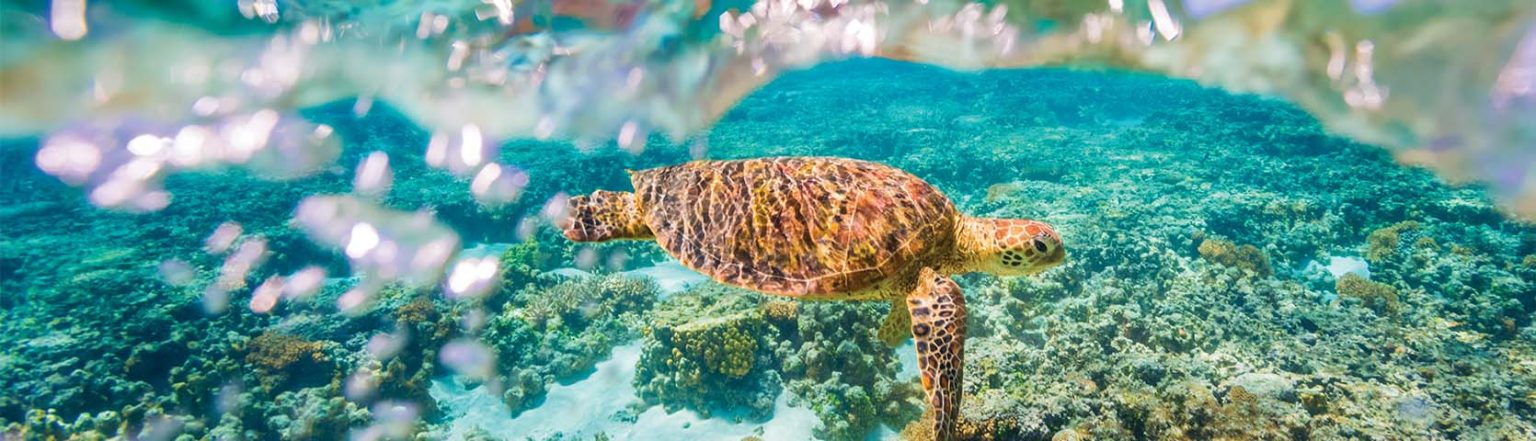 Ningaloo Turtle
