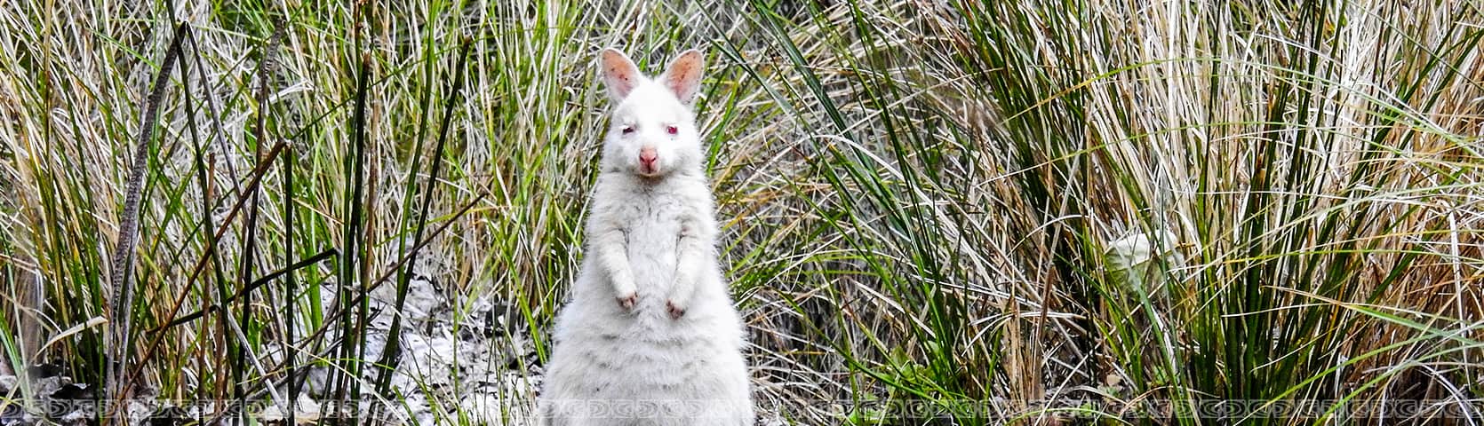 Bennetts Wallaby Bruny Island