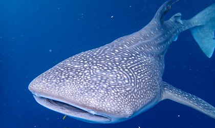 Whale Sharks