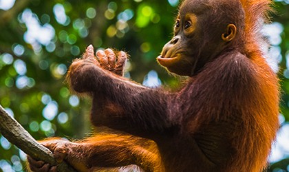Orangutan Borneo TH
