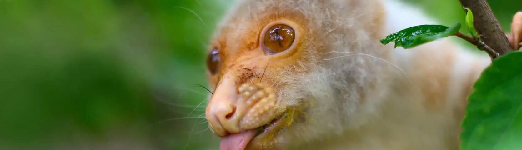 CusCus