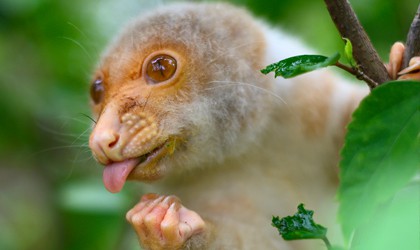 CusCus TH