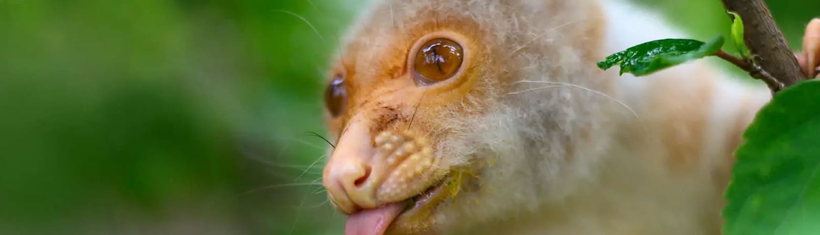 CusCus