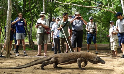 Komodo Dragon