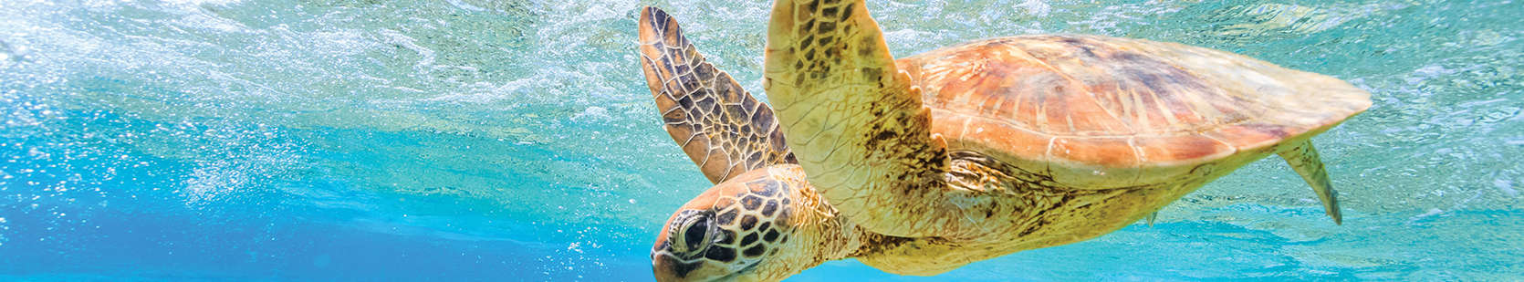 Turtle