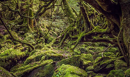 cedar forests TH