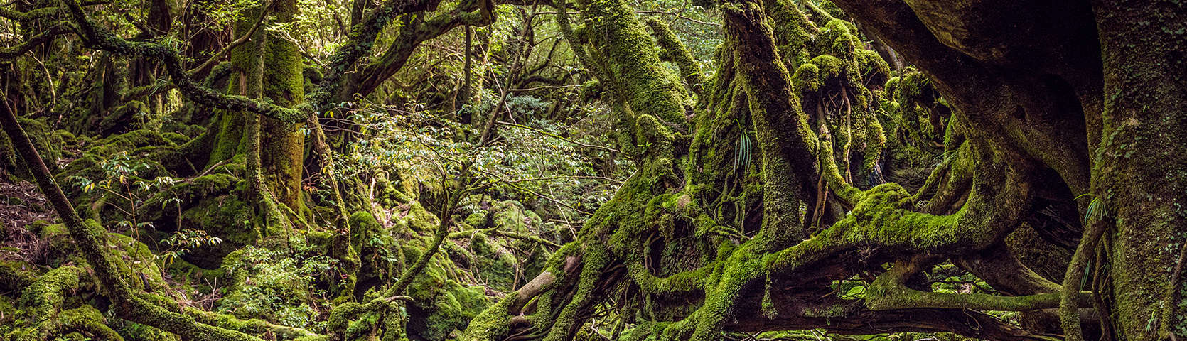 cedar forests