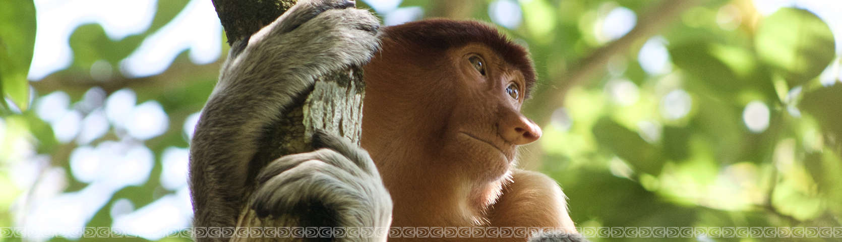 proboscis monkeys 2