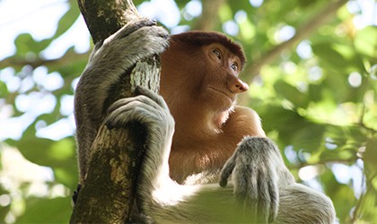 proboscis monkeys TH