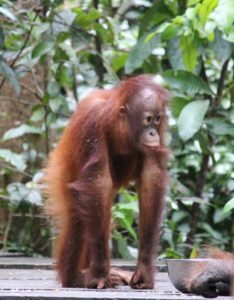 Orangutans at Tanjung Puting