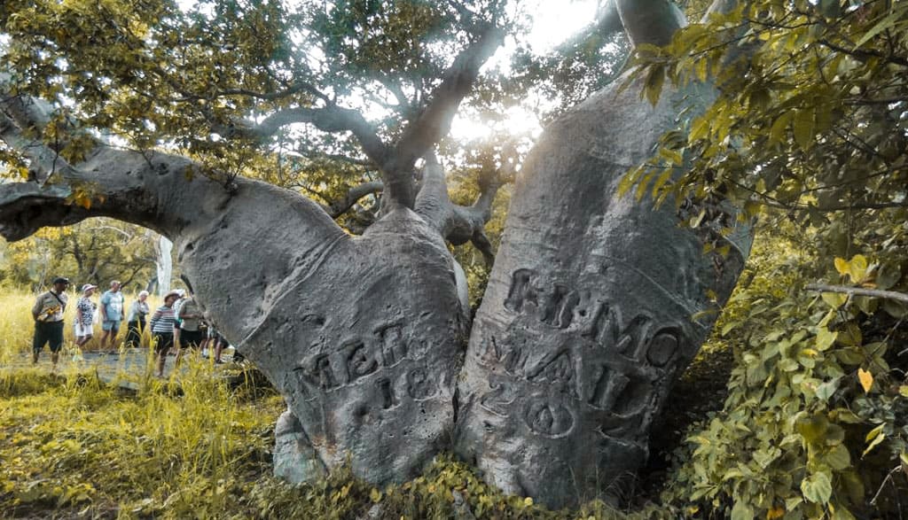 Careening Bay Boab Story
