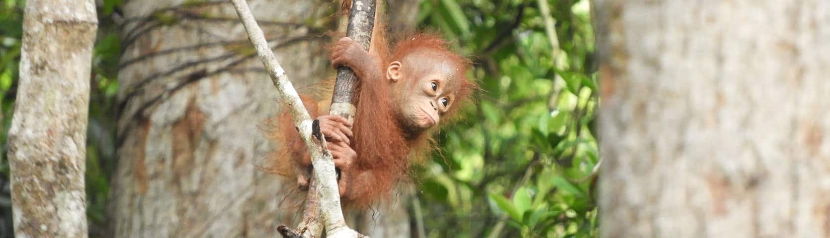 Gary Shapiro Orangutans
