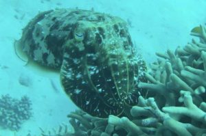 A massive Cuttle Fish