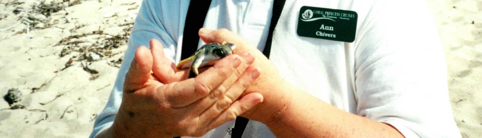 Turtle Hatchlings on Biggie Island