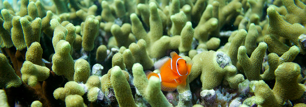 Clown Fish