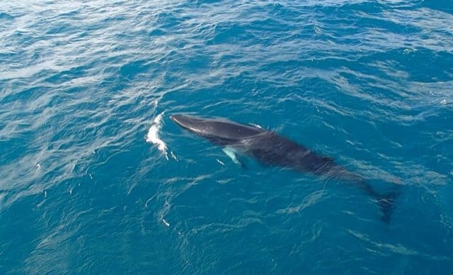 Dwarf Minke Whale 2014