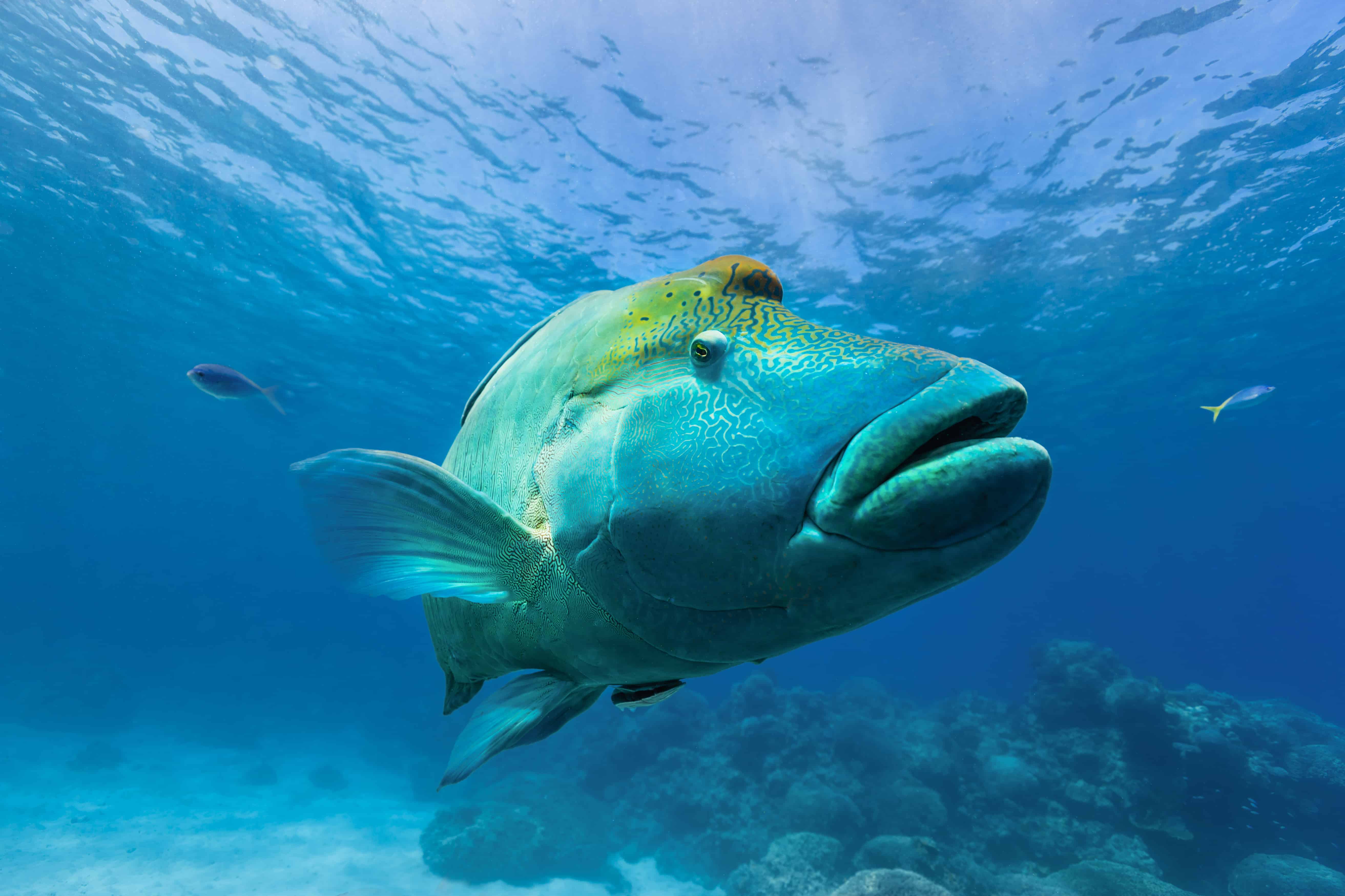 Maori Wrasse