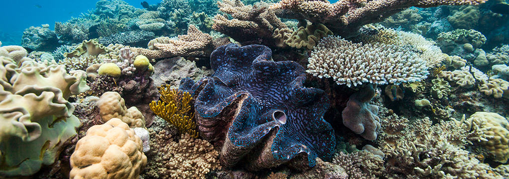 Giant Clam