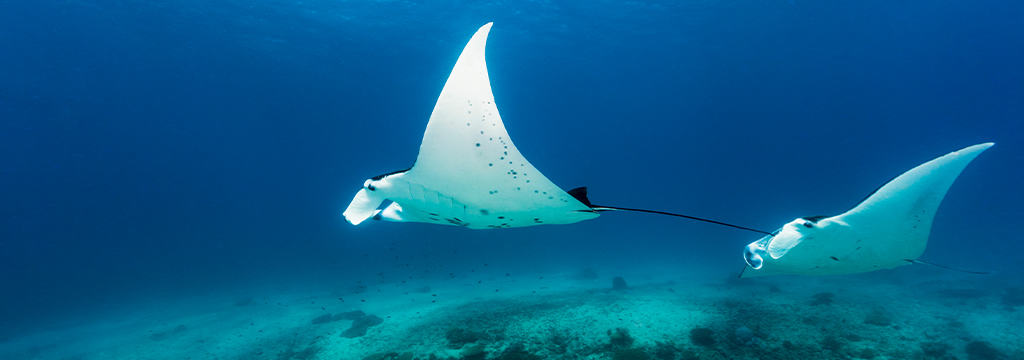 Manta Ray