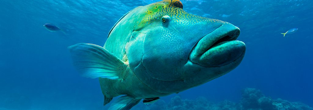 Maori Wrasse