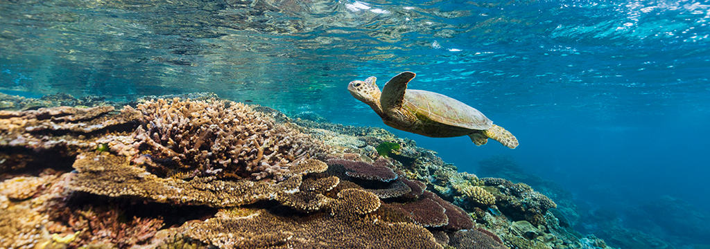 Turtle at Fitzroy Island