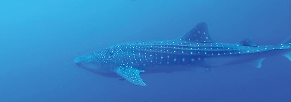 Whale Shark