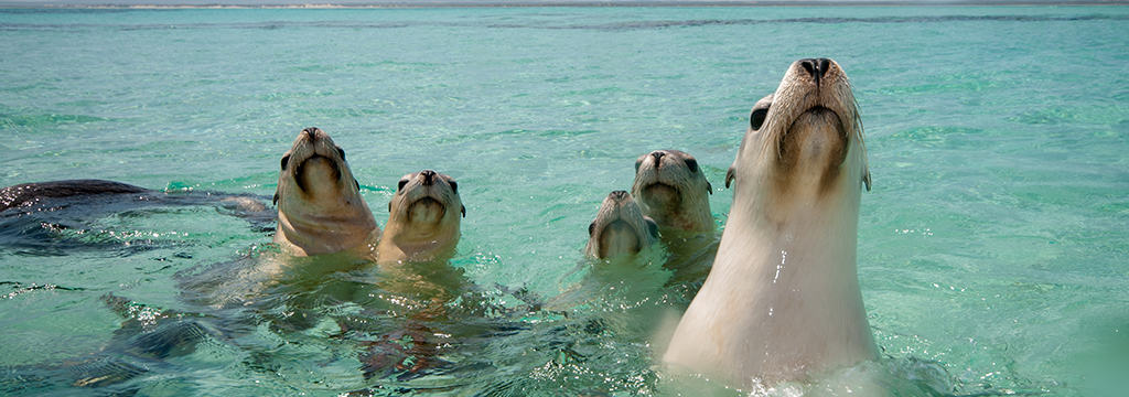 Houtman Abrolhos Island
