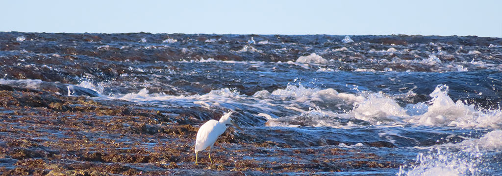 Montgomery Reef Bird Life 2