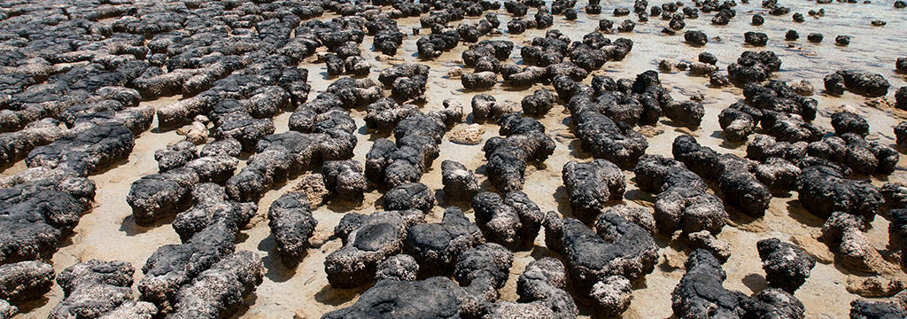 Stromatolites at Hamelin Pool
