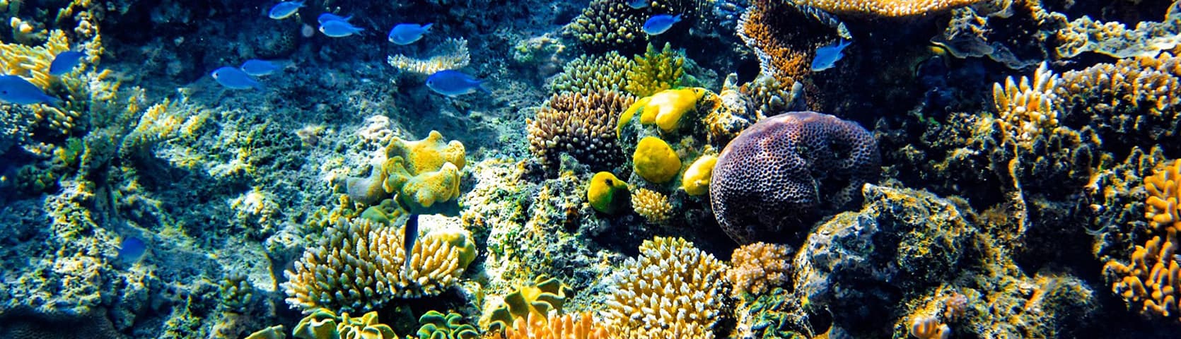 Ribbon Reef Article4