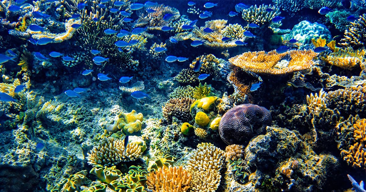 Ribbon Reef - Webpage Social Sharing Tile