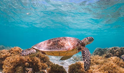 Outerknown Turtle