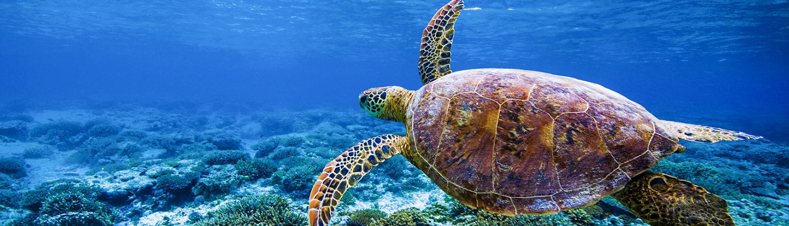 Turtle