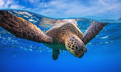 Turtle
