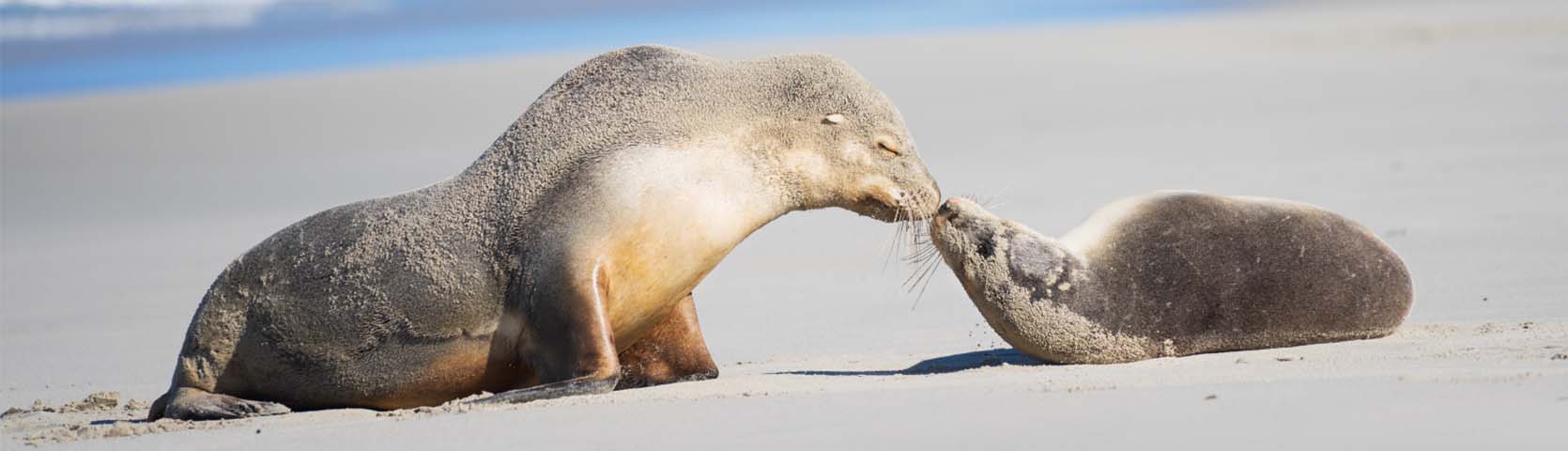 Seal Bay Kangaroo Island