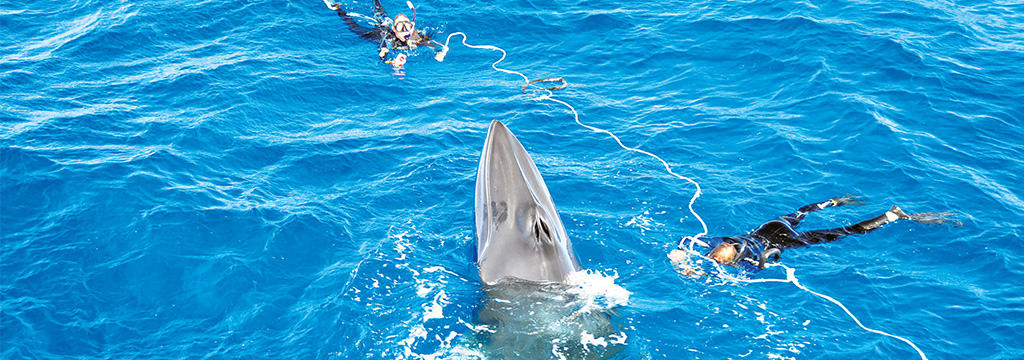 Swim with curious minke whales on a citizen science expedition in 2021