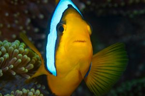 Anemonefish - Darren Jew