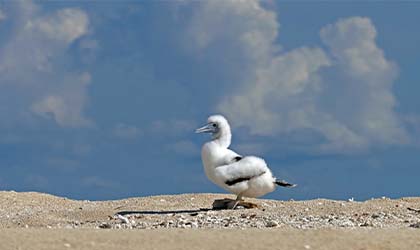 Brown Booby