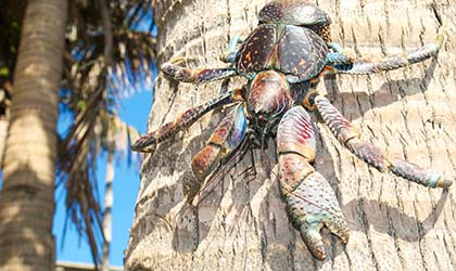 Coconut Crab