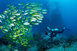 Diver with camera - Darren Jew