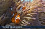 FITZROY ISLAND - FALSE CLOWN ANEMONEFISH