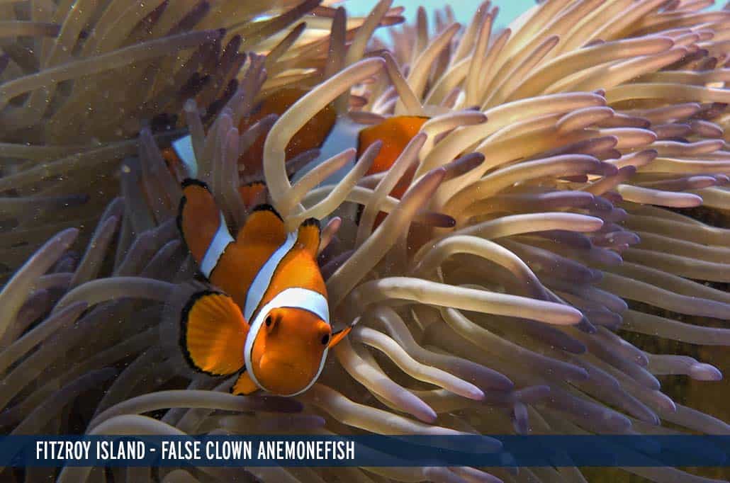 FITZROY ISLAND - FALSE CLOWN ANEMONEFISH
